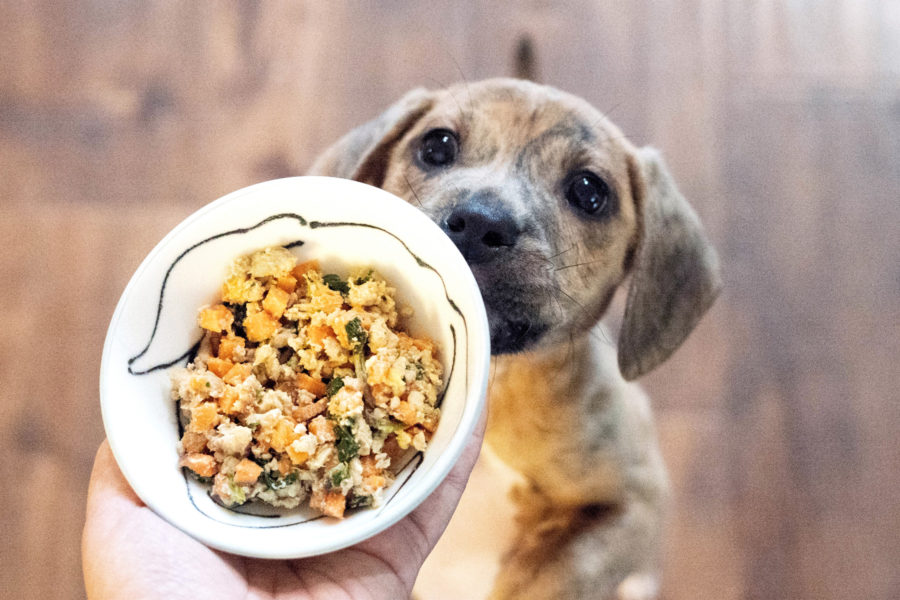 7 Stylish Canine Food Supplements Too Easy to Miss