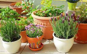 FLOWERS ARE EASY TO GROW IN POTS
