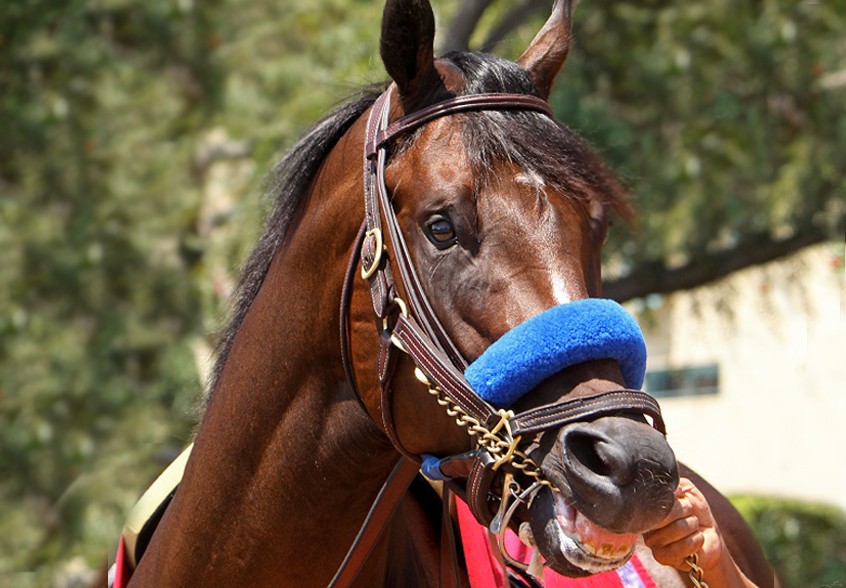 horse headcollars