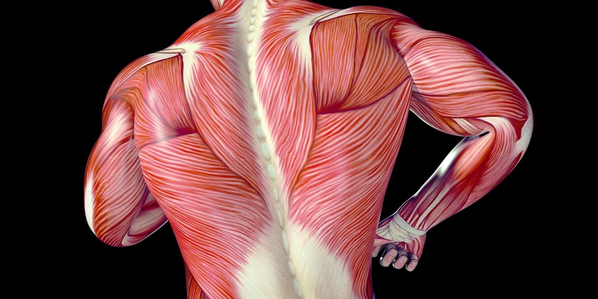 What is the fascia in your body?