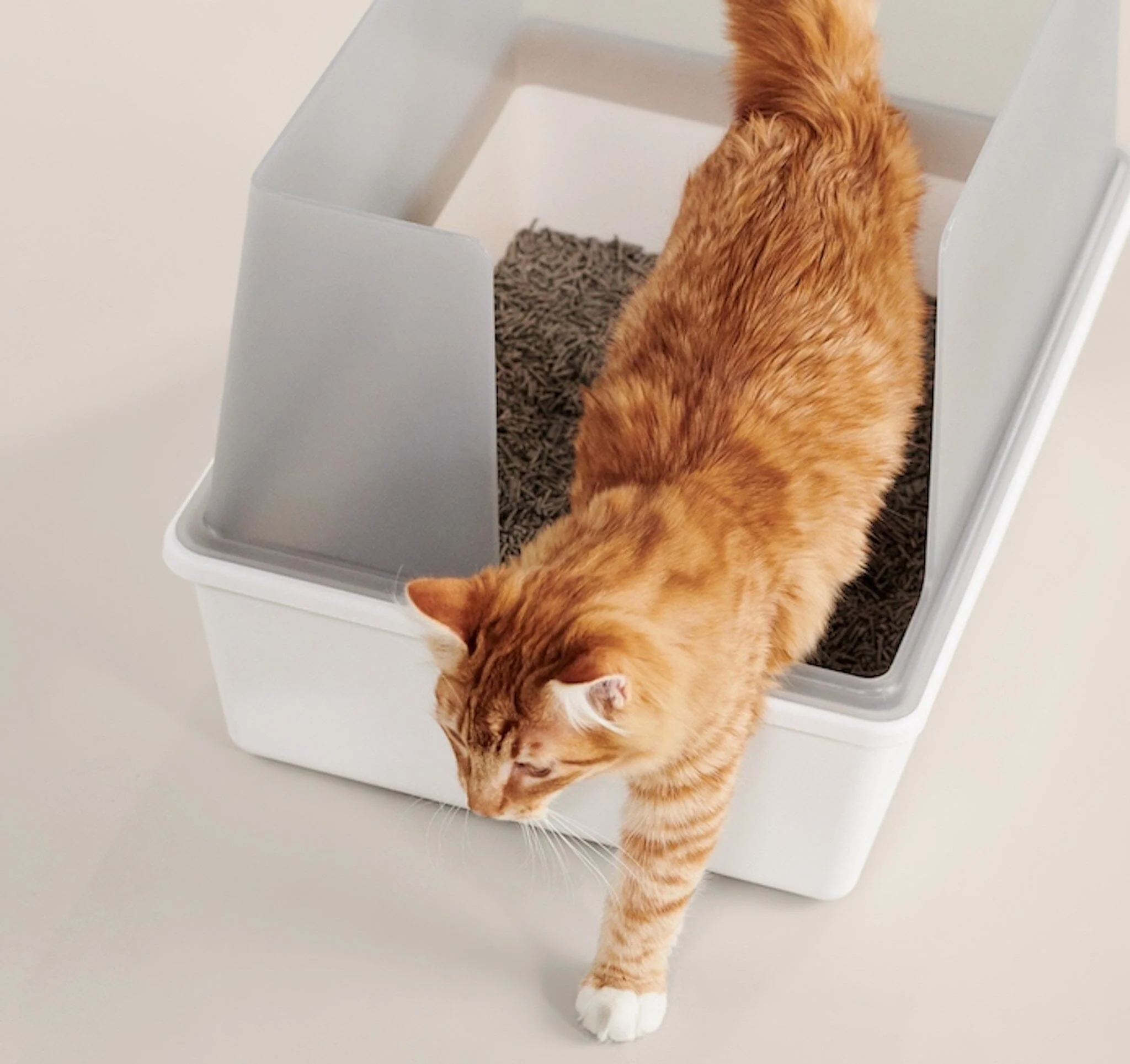 Essential Features of the Ideal Flushable Cat Litter to Look For 