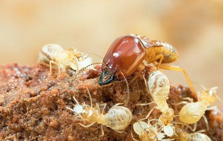 What Brings Termites to Your Home?